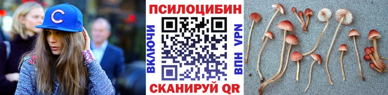 Псилоцибиновые грибы Psilocybe  Купить закладки  Вязники 